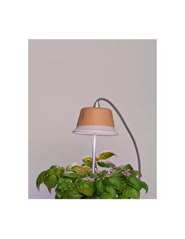 Linea light 8010 chlorophyll classic red cable