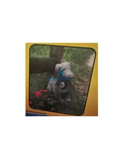 Imex NL/013/1 Lampe Fauna 20 W 12 V avec transformateur